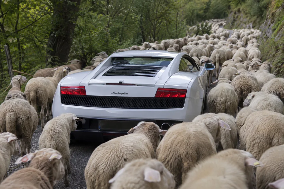 Белый Lamborghini среди стада овец
